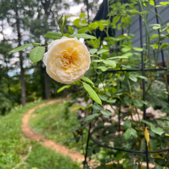 Meet your Posher, Marie - Picture 1 of 1